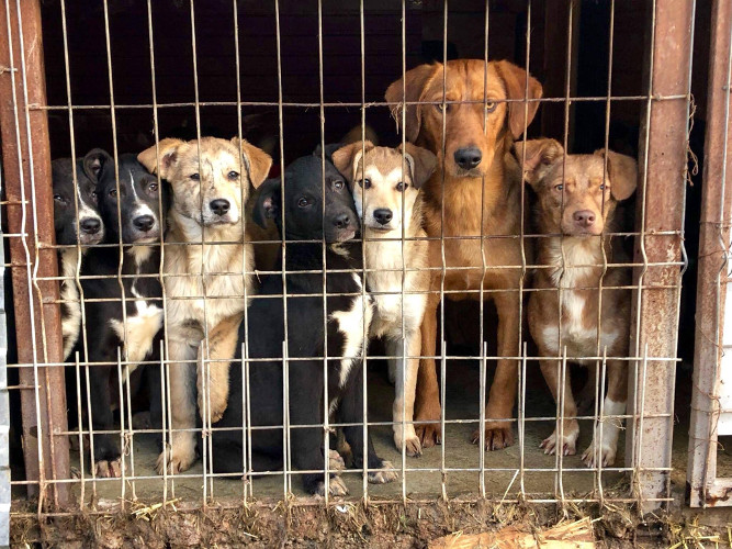 TierEngelGrenzenlos e.V. Tierschutzverein Hunde aus Rumänien